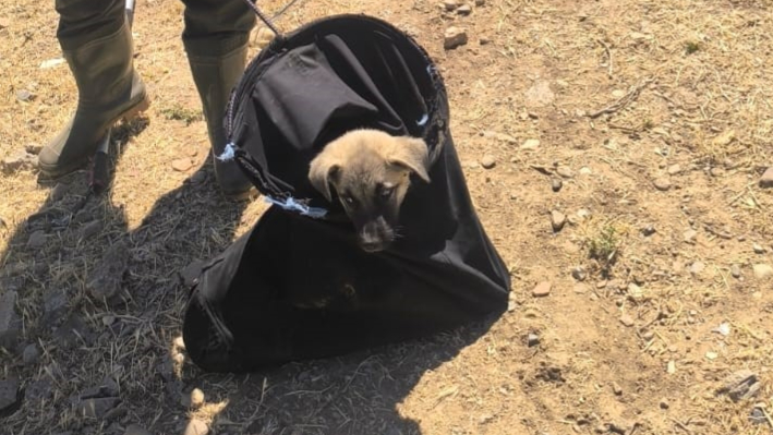 Su kanalına düşen yavru köpek kurtarıldı