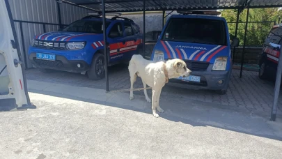 Köpeği otomobile bağlayarak çektiren kişiye para cezası