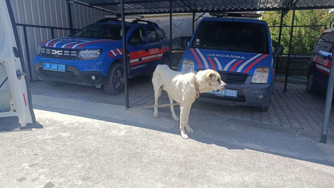 Köpeği otomobile bağlayarak çektiren kişiye para cezası
