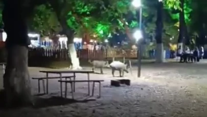 Karacabey'de aç kalan domuzlar piknik alanında görüldü