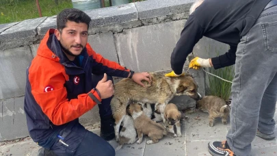 Bacaya düşen yavru köpekler kurtarıldı