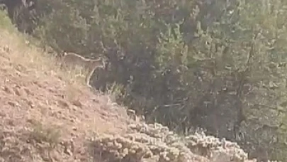 Yozgat'ta vaşak görüntülendi