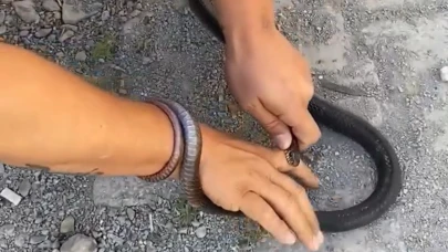 Yılanı yakalamak istedi! Parmağını kaptırdı
