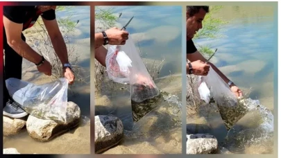 Çamardı’da göletlere yavru sazan salındı