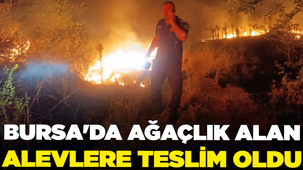 Bursa'da otluk alanda çıkan yangın ağaçlık alana sıçradı!
