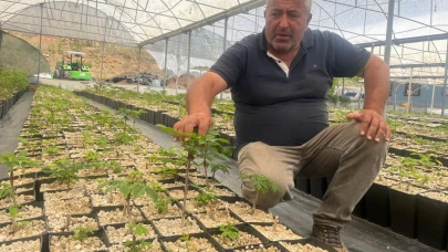 Uludağ eteklerinde ıhlamur fidanı üretiyorlar! Hedefleri dünyaya açılmak