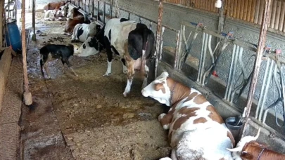 Anne inek ile yeni doğan buzağının kavuşma anları!