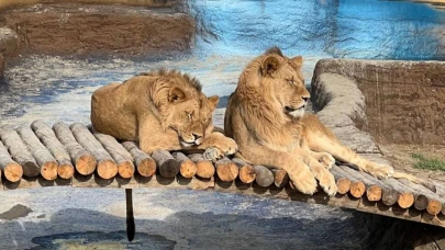 Antalya'da hayvan parkından kaçan aslan aranıyor! 1 kişi yaralandı