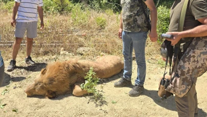 Hayvan parkından kaçan aslan öldürüldü