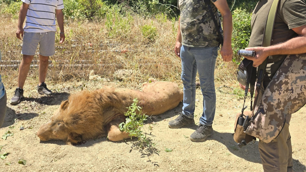 Hayvan parkından kaçan aslan öldürüldü