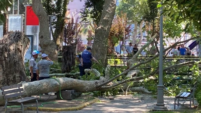 Kocaeli'de çınar ağacının kopan dalı vatandaşların üzerine düştü