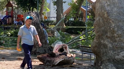 Çınar ağacının kopan dalı vatandaşların üzerine düştü! 3 yaralı