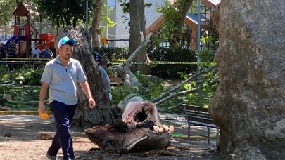 Çınar ağacının kırılan dalı üzerine düşen kişi hayatını kaybetti