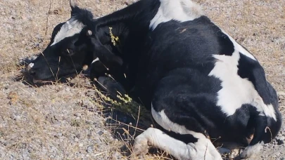 Balıkesir'de araç ineğe çarptı!
