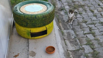 Öğrencilerden sokak kedilerine geri dönüşüm yuvası