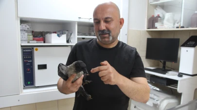 Yaralı bulduğu kargayı iyileştirip doğaya saldı