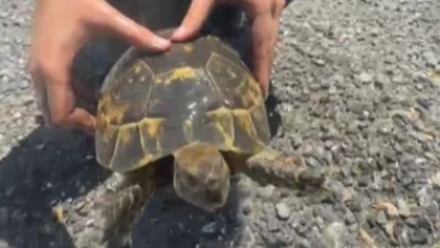 Yangından kaplumbağa kurtarıldı