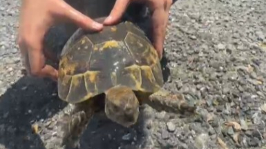 Alevlerin arasında kalan kaplumbağayı itfaiye kurtardı