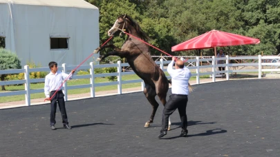 TİGEM tay satışından tek seferde 23 milyon 45 bin liralık gelir elde etti