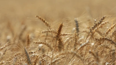ABD Tarım Bakanlığı Türkiye buğday üretimini 16,3 milyon ton bekliyor