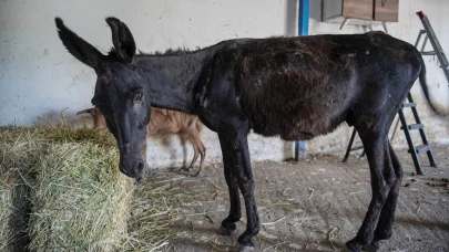 İzmir yangınından kurtulan hayvanlar Bursa'da tedavi görüyor