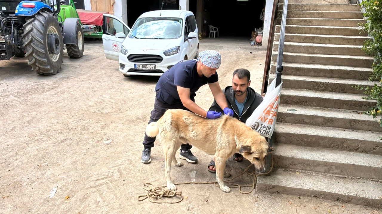 Sahipli hayvanlara yönelik mikroçip uygulamaları devam ediyor