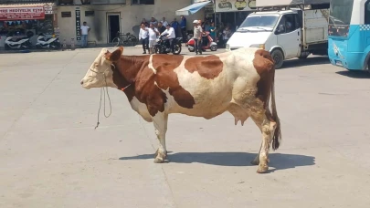 Manisa'da kaçan inek ortalığı birbirine kattı!