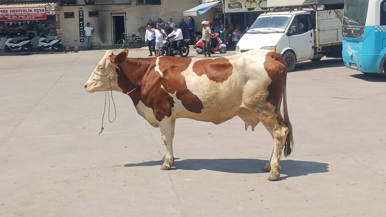 Manisa'da kaçan inek ortalığı birbirine kattı!