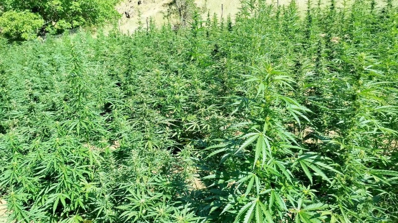 Bingöl’de bin 400 kök kenevir bitkisi ele geçirildi