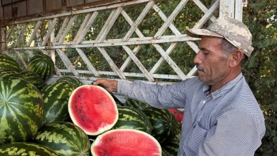 Suruç Ovası'nda yerli karpuzun ilk hasadı buruk başladı