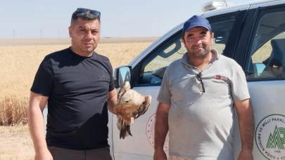 Yaralı şahin koruma altına alındı