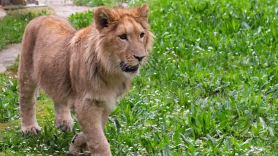 Aslan yavrusu Pars çiftlikten kurtarıldı ölüme gönderildi