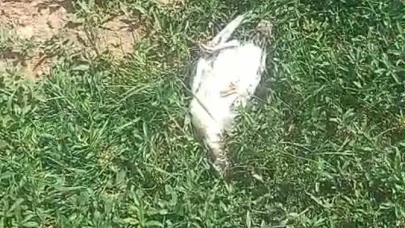 Ağrı'da başıboş köpek dehşeti: 25 hindi ve tavuk telef oldu