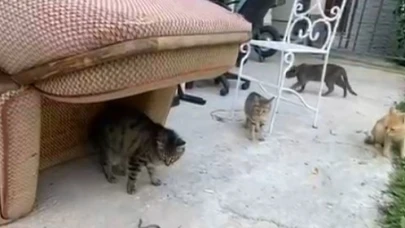 Kediler yavru yılanla oynarken görüntülendi