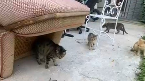 Kediler yavru yılanla oynarken görüntülendi