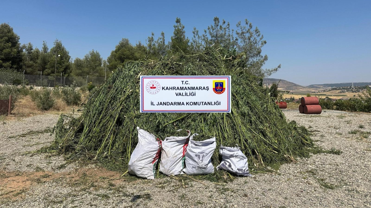 Mısır tarlasında 45 bin kök kenevir!