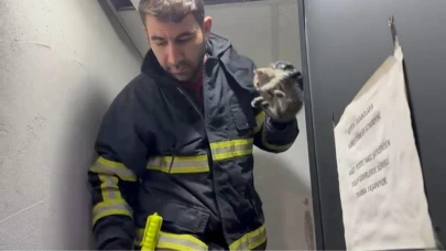 Tavan arasında sıkışan kedi kurtarıldı