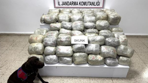 70 kilogram skunk madde ele geçirildi