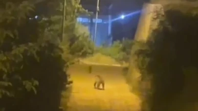 Ayı kent merkezine kadar indi