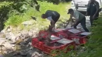 Bursa'da kene ile mücadele timi keklikler doğaya salındı