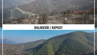 Orman yangınlarında zarar gören alanlar ağaçlandırılıyor