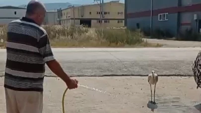 Bursa'da sıcaktan bunalan leyleği hortumla serinletti