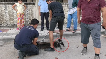İnegöl'de rögara düşen karga itfaiye tarafından kurtarıldı