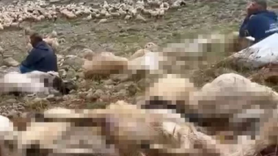 Yaylaya düşen yıldırım 200 koyunu telef etti