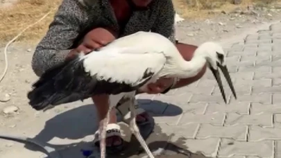 Adıyaman’da sıcaktan bayılan leylek kurtarıldı
