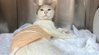 Omuriliğinden vurulan kedi tedavi altına alındı