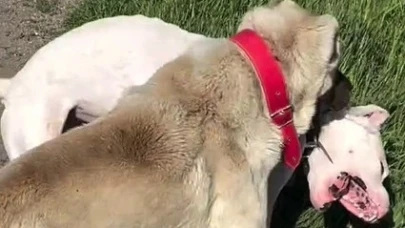 Köpek dövüştürme görüntüleri tepki çekti