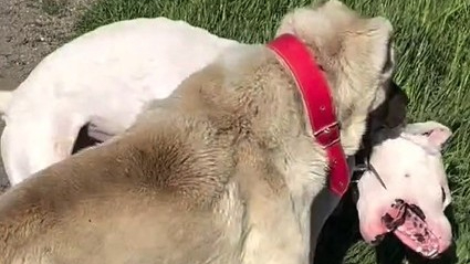 Köpek dövüştürme görüntüleri tepki çekti