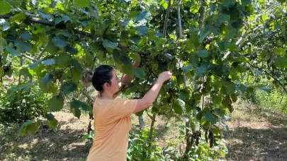 2025 yılı fındık rekolte tahmini çalışmaları tamamlandı