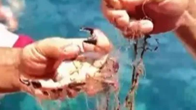 Alanya'da ağa takılan yengeçler kurtarıldı